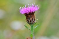 Centaurea nigra