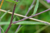 Centaurea nigra
