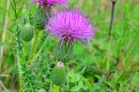 Cirsium acaulon