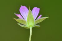 Geranium columbinum