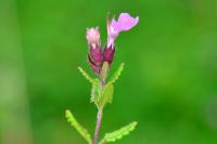 Teucrium chamaedrys