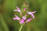 Betonica officinalis