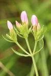 Centaurium erythraea
