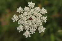 Daucus carota