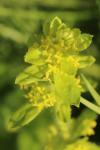 Cruciata laevipes
