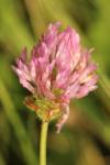 Trifolium pratense