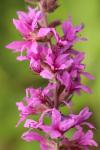 Lythrum salicaria