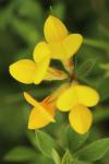 Lotus corniculatus