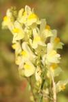 Linaria vulgaris