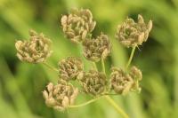 Heracleum sphondylium
