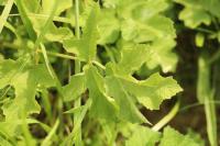 Heracleum sphondylium