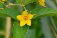 Lysimachia vulgaris