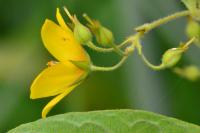 Lysimachia vulgaris