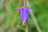 Campanula glomerata