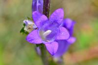 Campanula glomerata