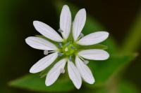 Stellaria aquatica