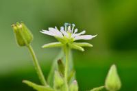 Stellaria aquatica