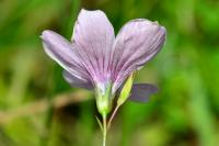 Linum tenuifolium