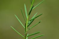 Linum tenuifolium
