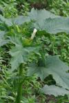 Datura stramonium