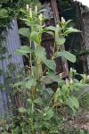Phytolacca americana