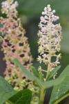 Phytolacca americana