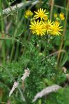 Jacobaea vulgaris
