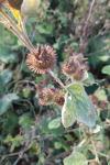 Arctium lappa