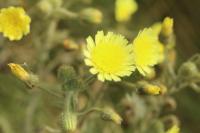 Andryala integrifolia