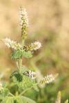 Mentha suaveolens