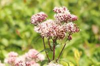 Eupatorium cannabinum