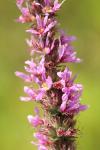 Lythrum salicaria