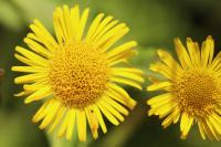 Pulicaria dysenterica