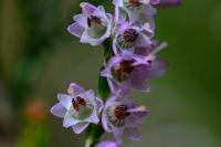 Calluna vulgaris