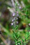 Calluna vulgaris