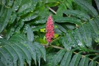 Rhus typhina