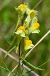Linaria vulgaris