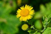 Pulicaria dysenterica