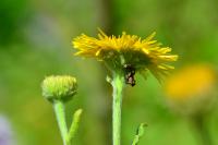 Pulicaria dysenterica