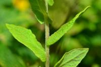 Pulicaria dysenterica