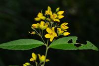 Lysimachia vulgaris
