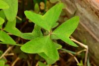 Oxalis latifolia