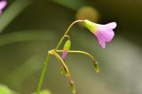 Oxalis latifolia