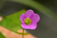 Oxalis latifolia
