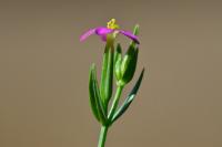 Centaurium pulchellum