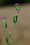Centaurium pulchellum