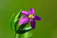 Centaurium pulchellum