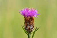 Centaurea nigra