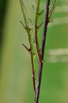 Centaurea nigra