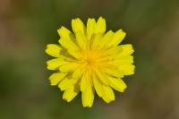Crepis capillaris